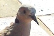 Barbary Dove (Streptopelia roseogrisea)